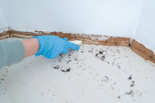 Best Pest Control Near Me in White House, TN